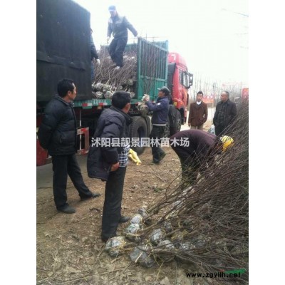 塔柏树苗 塔松2米高一株多少钱