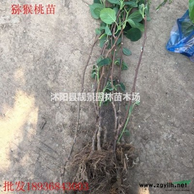 日本紫藤树苗 紫藤3公分一株多少钱