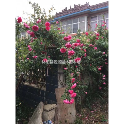 水蜡小苗 绿化用绿叶水蜡多少钱一棵