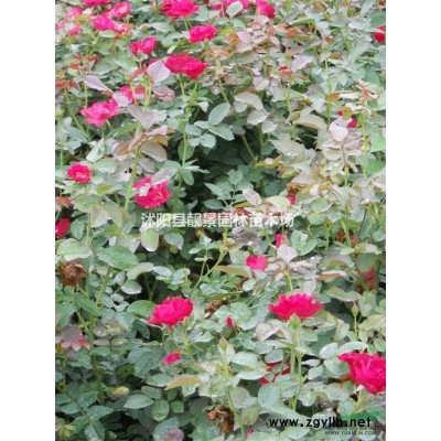 红花锦带色块苗 锦带花图片 红王子锦带地栽苗产地