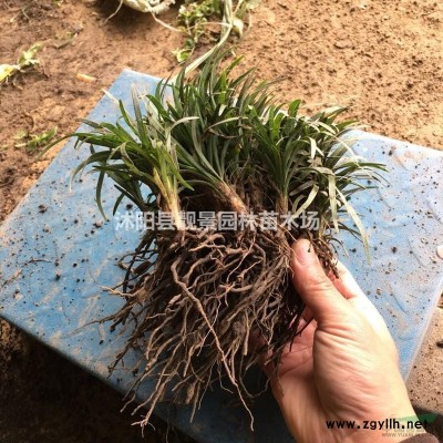 江苏水蜡苗 水蜡色块苗 金叶水蜡苗 紫叶水蜡工程用苗