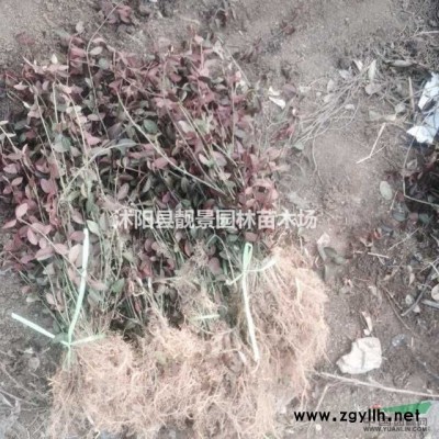 沭阳青竹价格/2公分竹子产地/竹子品种介绍