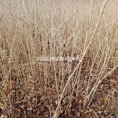 红王子锦带30-80公分多少钱一棵报价?