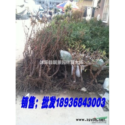 沭阳金叶水蜡供应