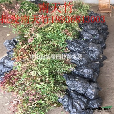 木香花产地 白木香图片 黄木香介绍 木香花9万棵库存