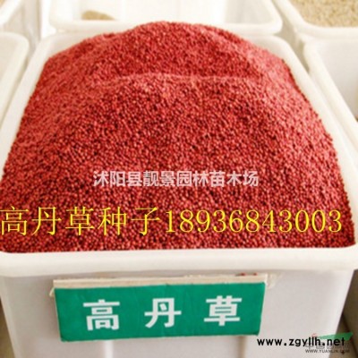 爬山虎种植基地，爬山虎攀岩爬藤植物，爬山虎1米长快递发货