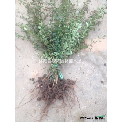 矮麦冬草多少钱一棵，玉龙草产地在哪里，购买日本矮麦冬快递发货