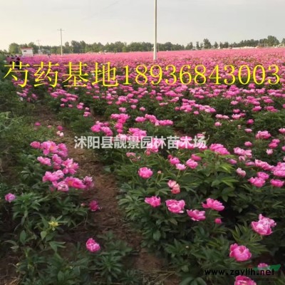 火棘苗80公分高工程苗 火棘种植绿篱色块 火棘图片介绍