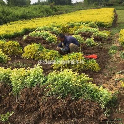 瓜子黄杨单棵价格，瓜子黄杨50公分高修剪绿篱，量大优惠