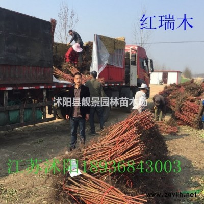 胶东卫矛60公分高，胶东卫矛二年生，卫矛苗圃批发