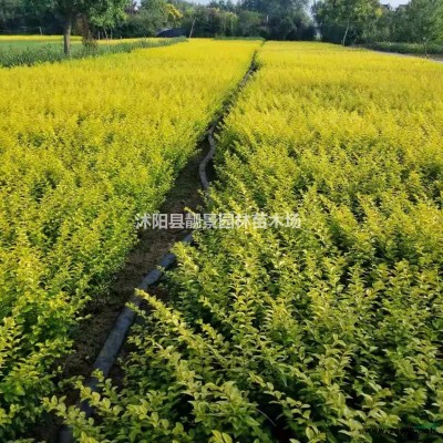 日本矮麦冬新价格，日本矮麦冬沙土培育，日本矮麦冬草快递发货