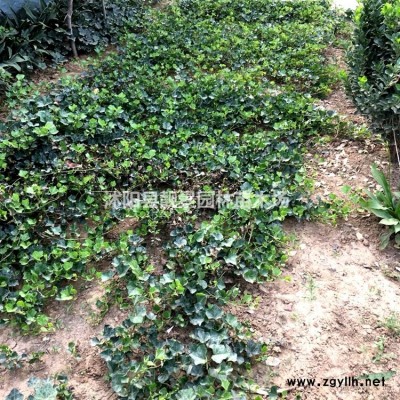 木香花地栽苗，木香江苏沭阳基地，木香苗图片介绍