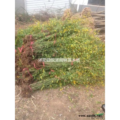 金边黄杨报价 金边黄杨种植方法简介 苗圃直销金边黄杨