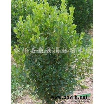 红帽月季价格 红帽月季繁殖方法介绍 苗圃直销红帽月季