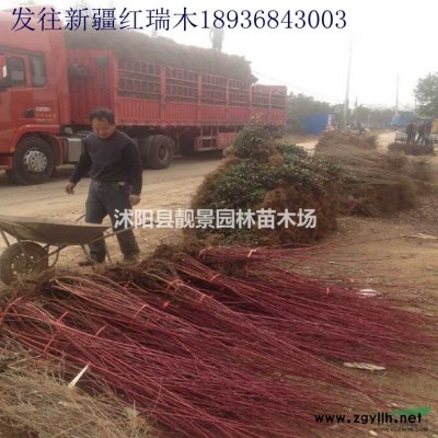 丛生贴梗海棠价格 贴梗海棠10分支行情 苗圃直销贴梗海棠球