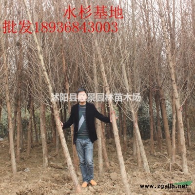 银杏树行情 银杏繁殖方法介绍 苗圃直销银杏树苗