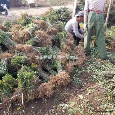 果岭草草坪 马尼拉草坪 百慕大草坪 四季青草坪 草坪简介