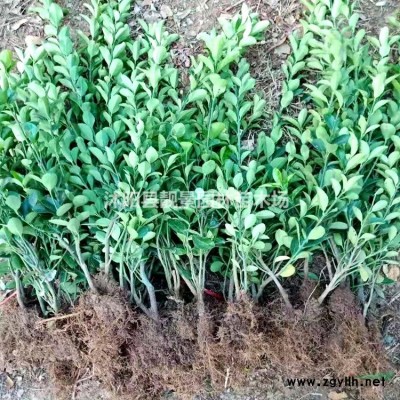 德国鸢尾价格 德国鸢尾供应商 德国鸢尾繁殖方法介绍