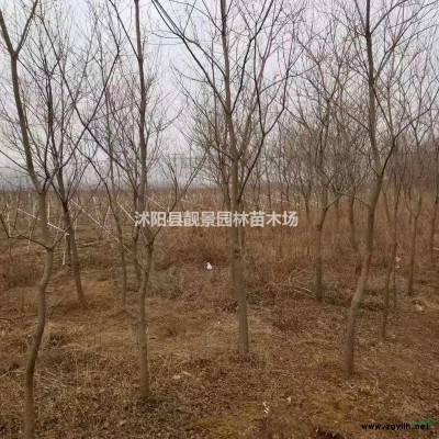 金娃娃萱草价格 金娃娃萱草种植方法及简介 金娃娃萱草苗圃直销