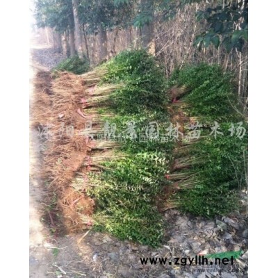 沙地柏价格 沙地柏种植方法及简介 沙地柏苗圃直销