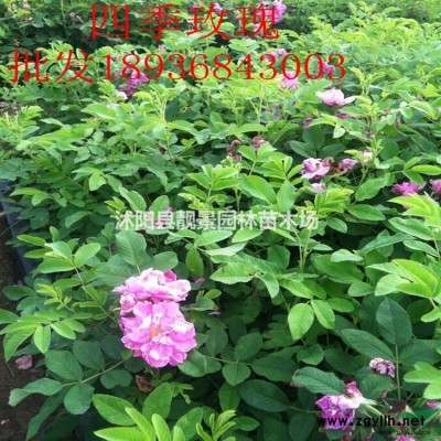 榆叶梅价格 榆叶梅嫁接种植及简介 榆叶梅图片