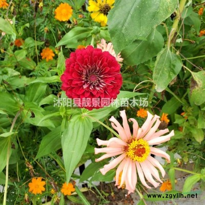 红王子锦带价格 红王子锦带种植方法及简介 苗圃直销