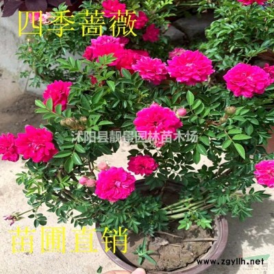 黄刺玫球基地.黄刺玫苗图片.黄刺玫绿篱苗
