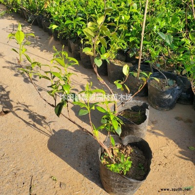 绿叶水腊30-60公分价格，水腊苗种植 ，绿叶水腊苗批发