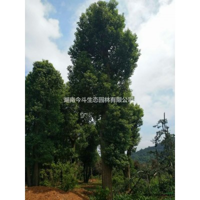 湖南原生罗汉松批发/供应
