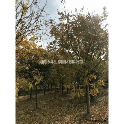 精品海棠球图片/精品海棠球报价