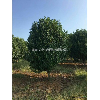 精品红豆杉价格 长沙精品红豆杉 湖南红豆杉 长沙红豆杉
