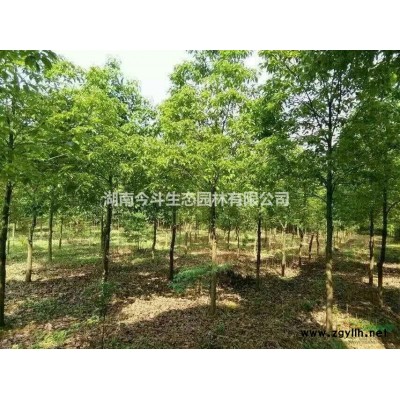 长沙椤木石楠桩价格 精品椤木石楠桩报价 今年椤木石楠价格