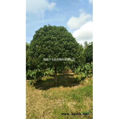 湖南嫁接紫薇基地 长沙嫁接紫薇报价 优质嫁接紫薇