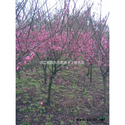 供30公分特大日本櫻花（早櫻。晚櫻）