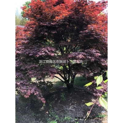 供应地径4-5公分垂丝梅（红花）