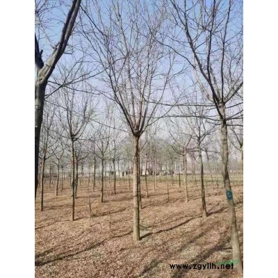 15一18公分白蜡，速生白蜡，精品白蜡