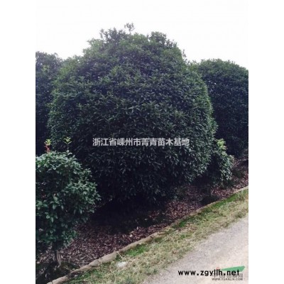 浙江垂枝梅/垂枝梅图片