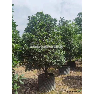 华盛顿葵图片 华盛顿葵报价 华盛顿葵基地