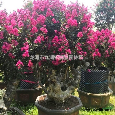 榕树盆景 造形榕树 榕树盆景价格
