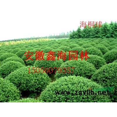 常年供应：桂花 红叶李 香樟 大叶女贞 广玉兰 榔榆 朴树