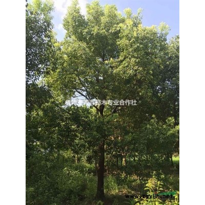 桂花/浙江桂花报价/桂花图片/