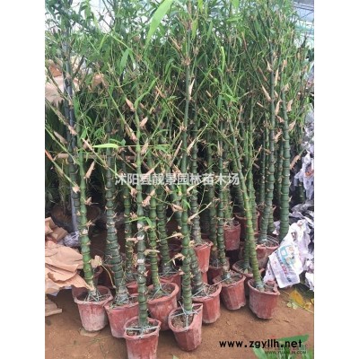 红叶石楠树苗 红叶石楠球1米多少钱