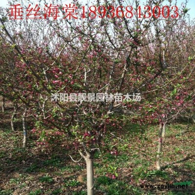 红花炸酱草 三叶草一芽多少钱