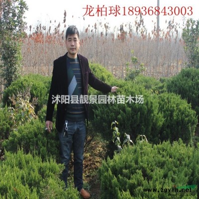 蔷薇月季 四季蔷薇花 蔷薇攀岩爬藤植物