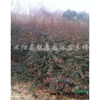 江苏水蜡苗 水蜡低至一毛上车 园林绿化色块绿篱苗