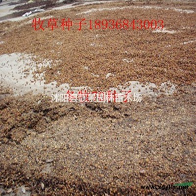 金焰绣线菊供应 金焰绣线菊宿根花卉 自己苗圃 一手货源