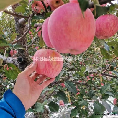 草坪种子批发 新采护坡草坪草籽 一手货源