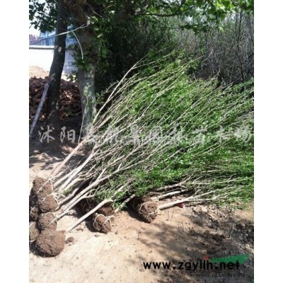 水腊绿篱苗，水腊苗50公分哪里有供应？