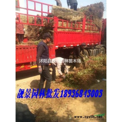 绿竹子 青竹2公分一棵多少钱 江苏竹子基地