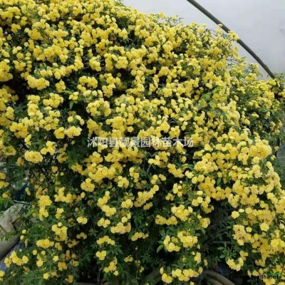 西伯利亚鸢尾产地价格，鸢尾多花色，西伯利亚鸢尾供应商？